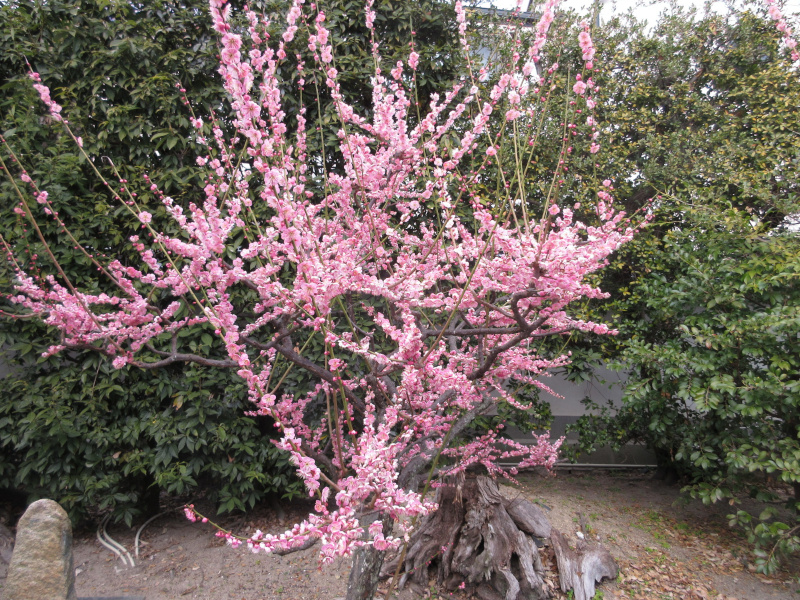 綱敷天満宮 梅 綱敷天満宮 梅