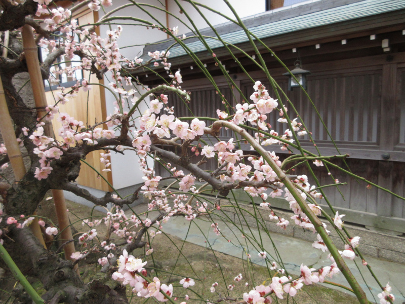 綱敷天満宮 梅 綱敷天満宮 梅
