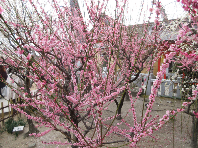 綱敷天満宮 梅 綱敷天満宮 梅