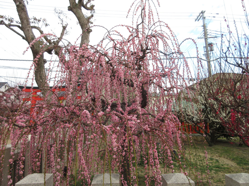 綱敷天満宮 梅 綱敷天満宮 梅