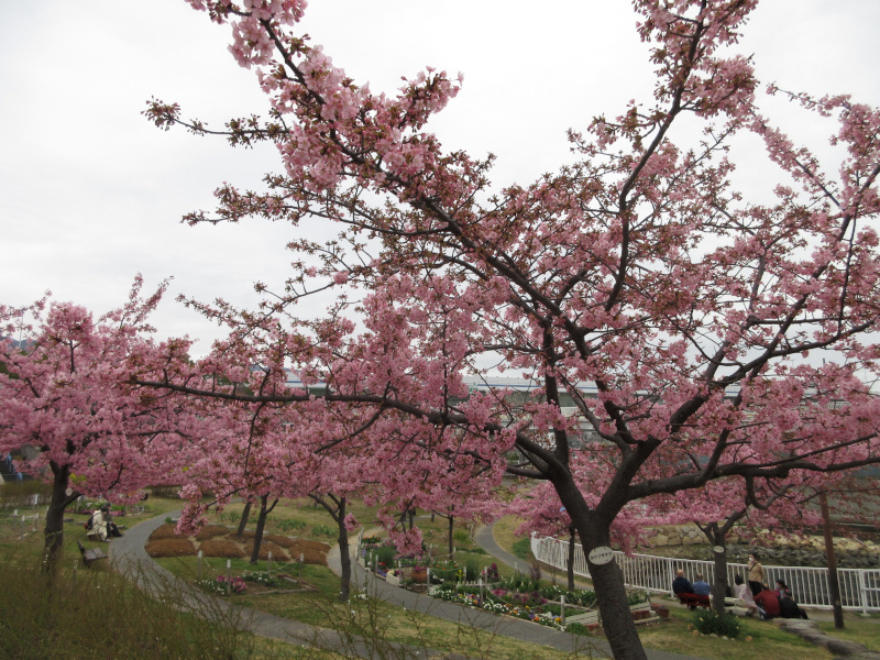 西郷川河口公園の河津桜 西郷川河口公園の河津桜