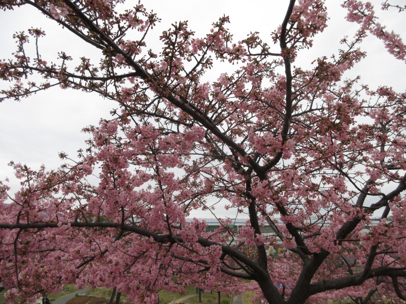 西郷川河口公園の河津桜 西郷川河口公園の河津桜