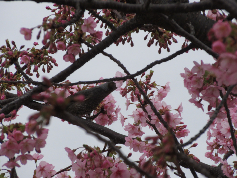 西郷川河口公園の河津桜 西郷川河口公園の河津桜
