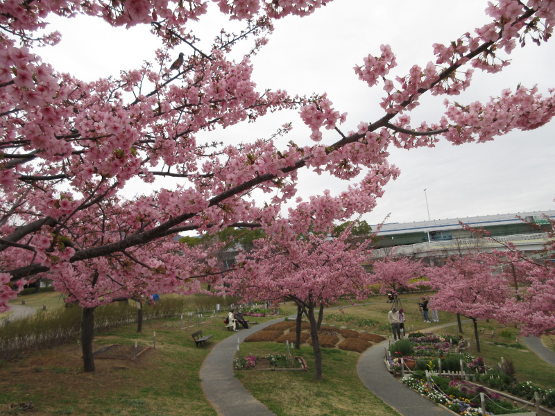 西郷川河口公園の河津桜 西郷川河口公園の河津桜