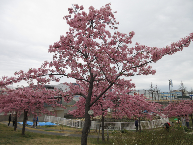 西郷川河口公園の河津桜 西郷川河口公園の河津桜