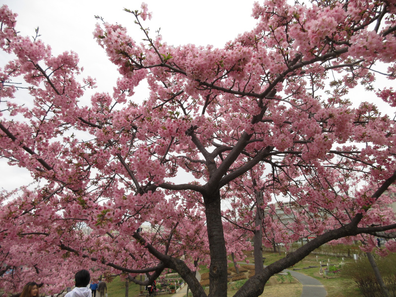 西郷川河口公園の河津桜 西郷川河口公園の河津桜