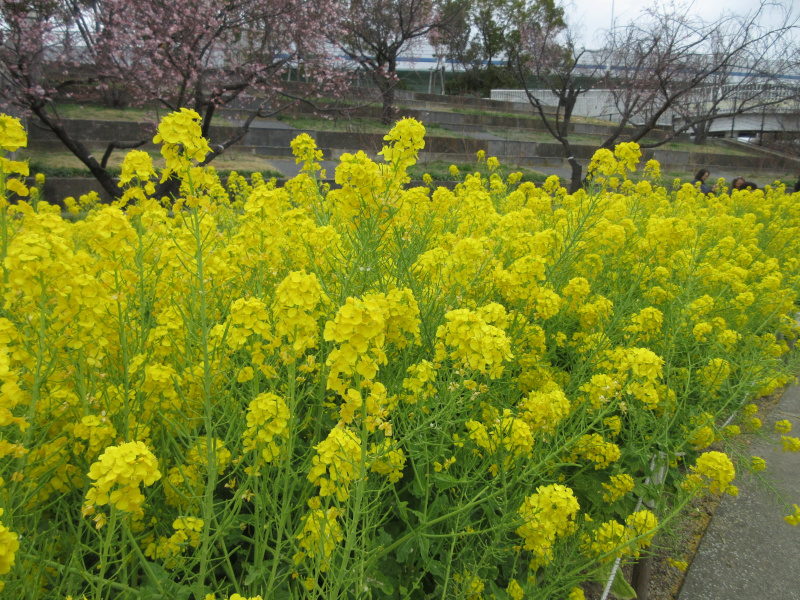 西郷川河口公園の菜の花 西郷川河口公園の菜の花