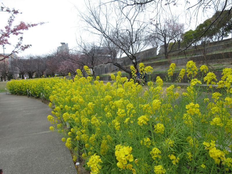 西郷川河口公園の菜の花 西郷川河口公園の菜の花