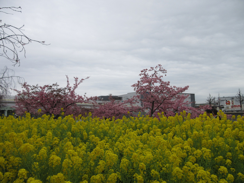 西郷川河口公園の菜の花 西郷川河口公園の菜の花