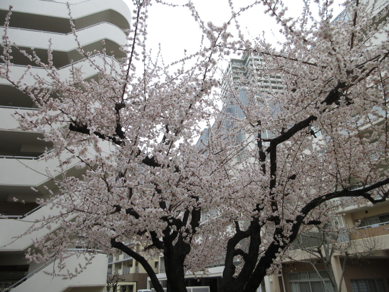 HAT神戸の十月桜 HAT神戸の十月桜