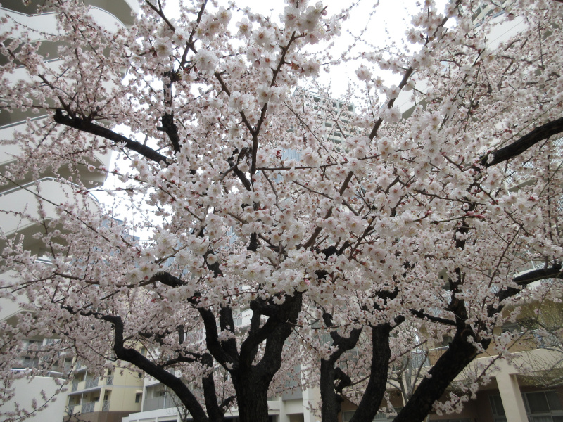 HAT神戸の十月桜 HAT神戸の十月桜