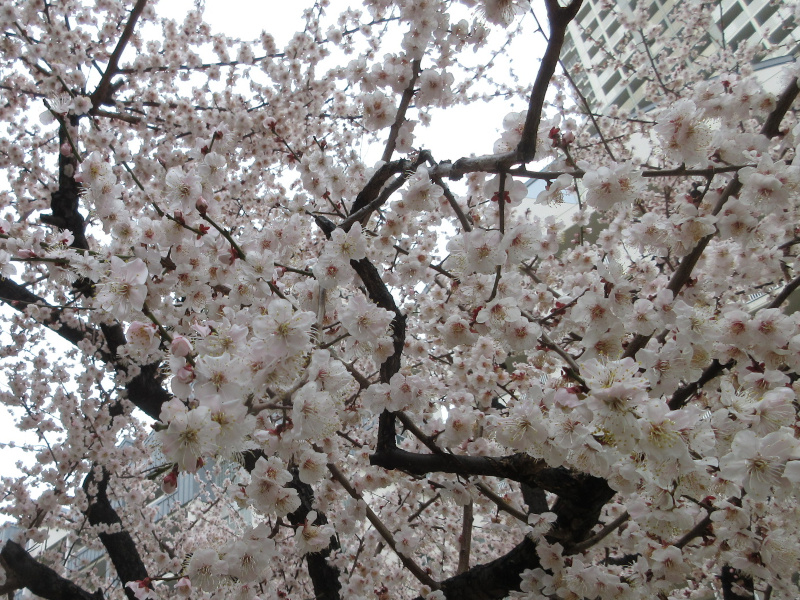 HAT神戸の十月桜 HAT神戸の十月桜