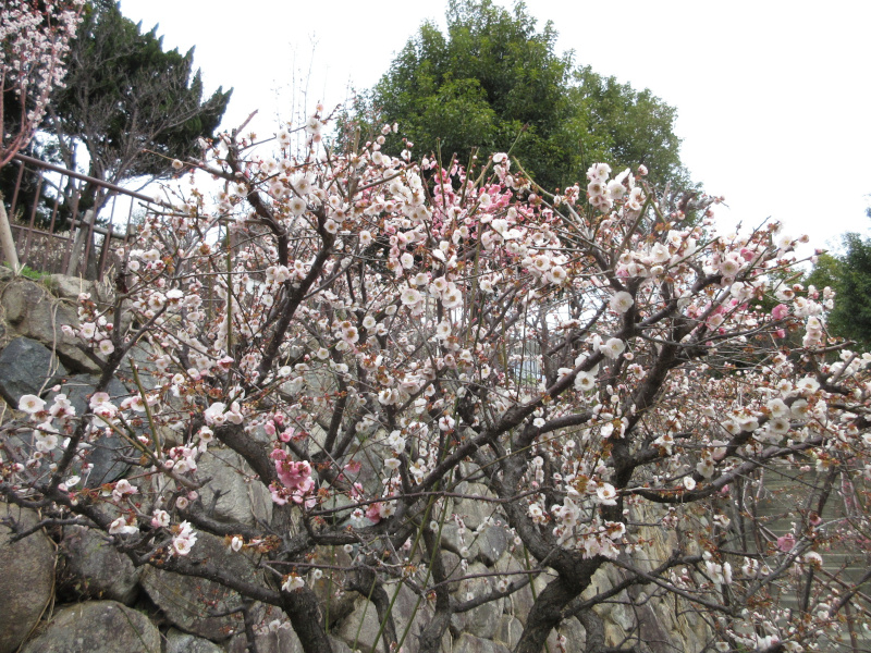 岡本梅林公園の梅 岡本梅林公園の梅