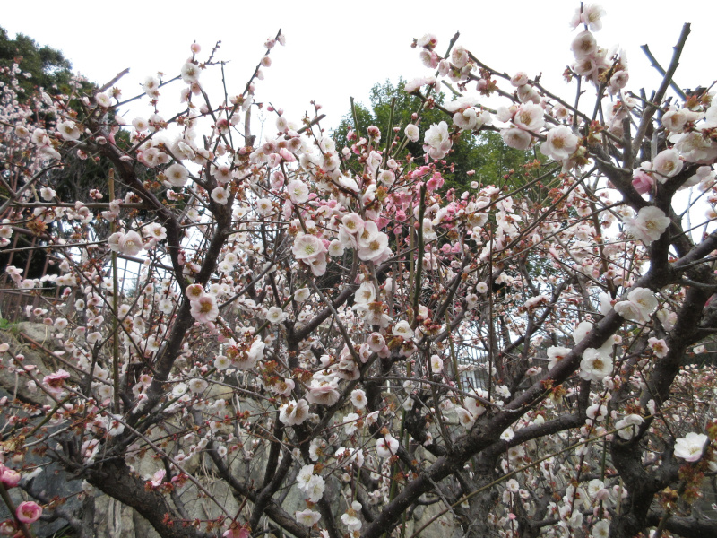 岡本梅林公園の梅 岡本梅林公園の梅