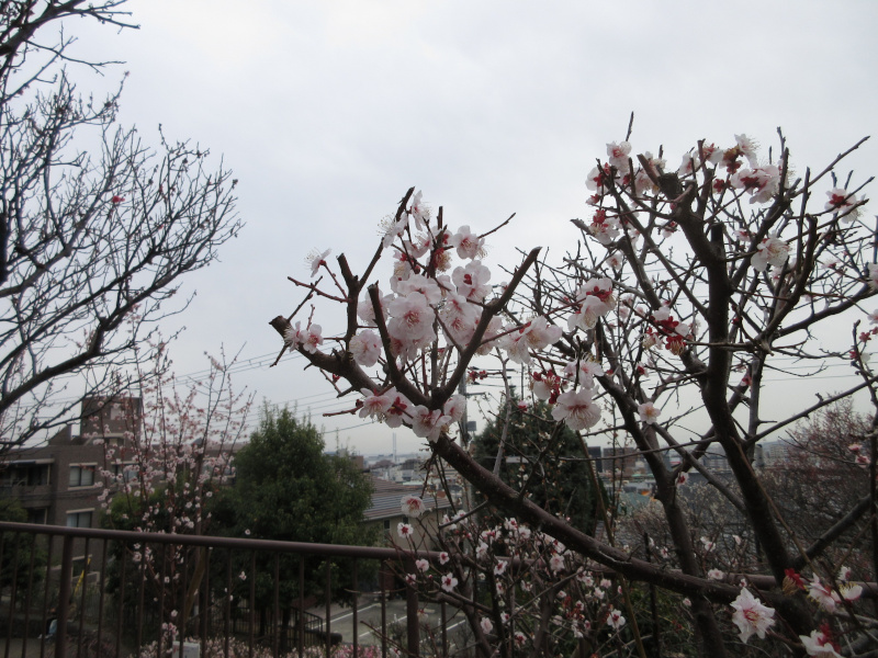 岡本梅林公園の梅 岡本梅林公園の梅