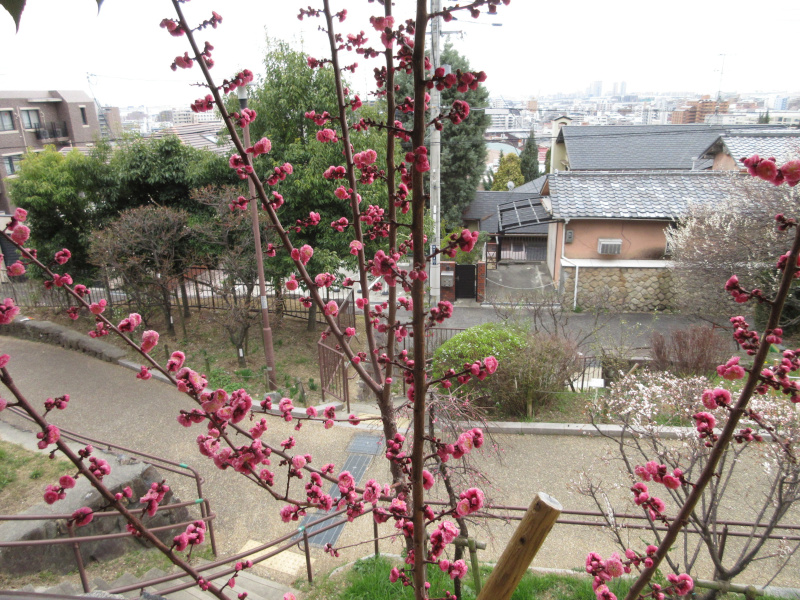 岡本梅林公園の梅 岡本梅林公園の梅