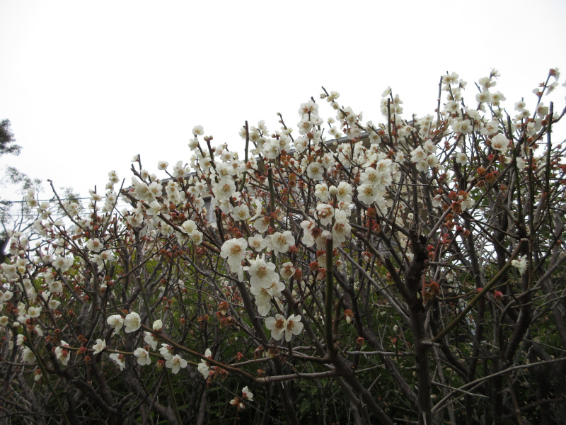 岡本梅林公園の梅 岡本梅林公園の梅