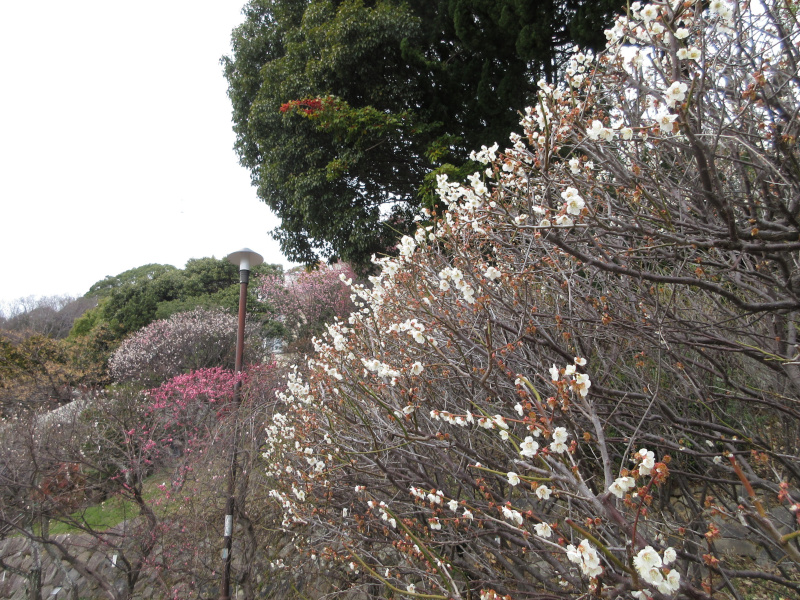 岡本梅林公園の梅 岡本梅林公園の梅