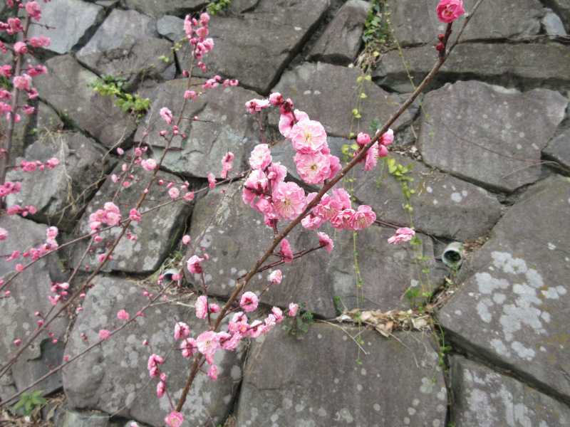 岡本梅林公園の梅 岡本梅林公園の梅