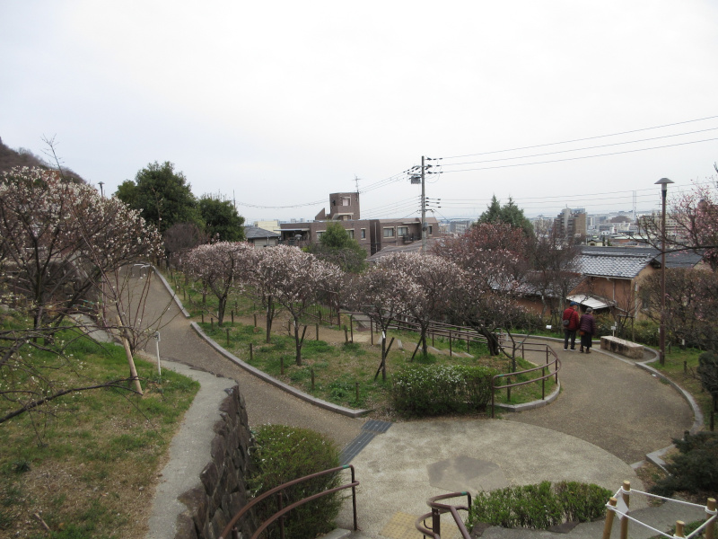 岡本梅林公園の梅 岡本梅林公園の梅