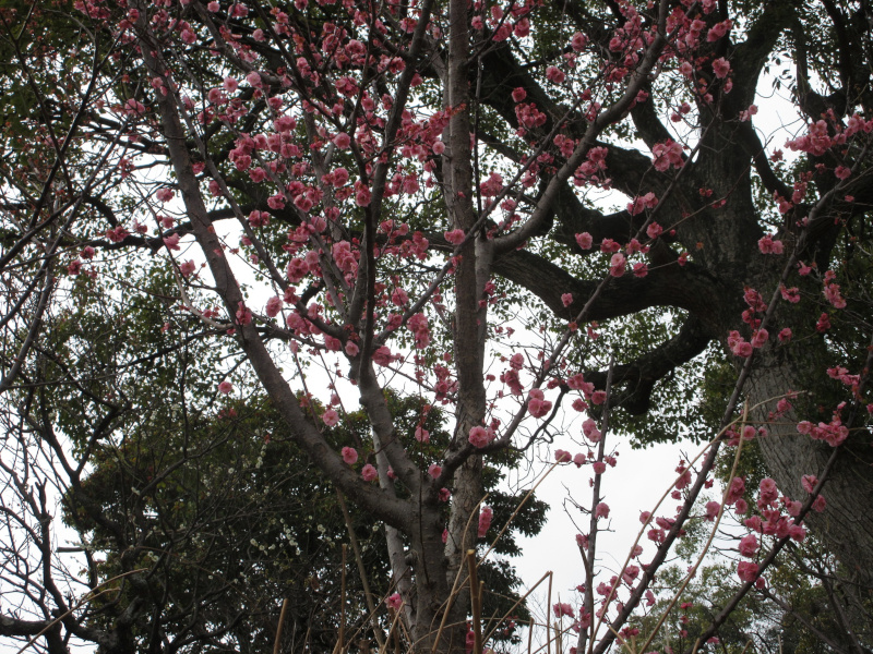 岡本梅林公園の梅 岡本梅林公園の梅