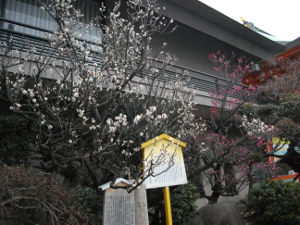 ���c�_��(2014.2����2�T)