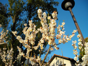 ���{�~�ь���(2014.3����1�T)