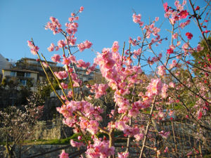 ���{�~�ь���(2014.3����1�T)