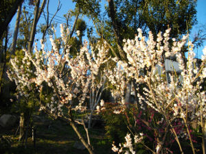 ���{�~�ь���(2014.3����1�T)