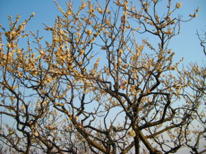 ���{�~�ь���(2014.3����3�T)