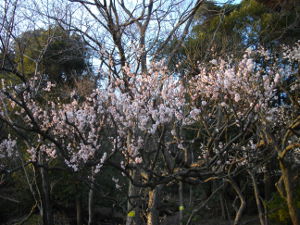 �ۋv�ǔ~��(2014.3����3�T)