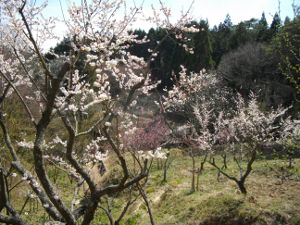 ����~�̉�(2014.4����1�T)