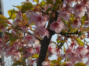 ������͌�����(2014.3����3�T)