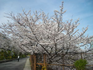 �k���V�H(2014.4����1�T)