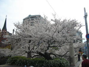 ���c��(2014.4����1�T)