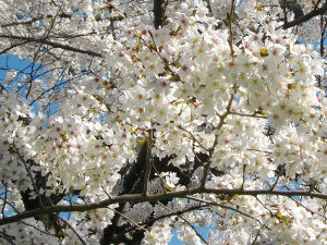 ���̉Ȋw������(2014.4����1�T)