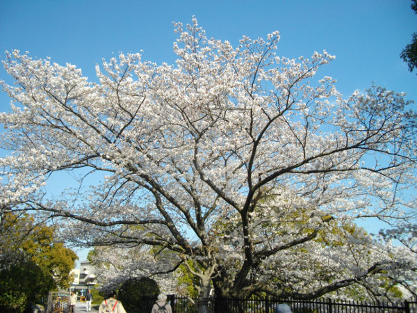 ���̉Ȋw������(2014.4����1�T)