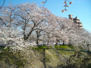 �V���J��(2014.4����1�T)