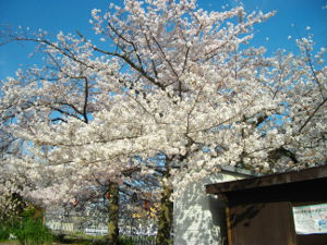 �V���J��(2014.4����1�T)