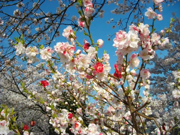 �V���J��(2014.4����1�T)