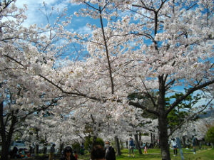 �Ή������(2014.4����1�T)