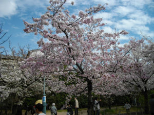 ���{�����(2014.4����1�T)