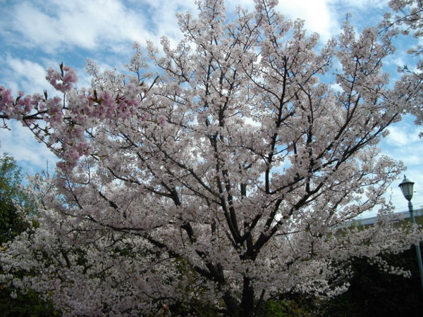 ���{�����(2014.4����1�T)