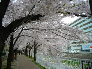 �s���(2014.4����1�T)