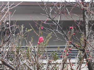 ���c�_��(2016.1����4�T)