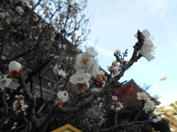 ���c�_��(2016.2����2�T)