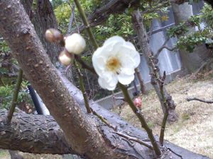 ��q�R����(2016.1����3�T)