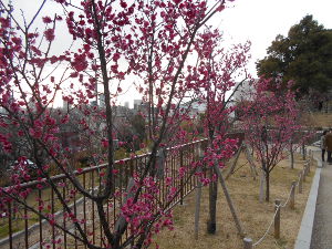 ���{�~�ь���(2016.2����2�T)