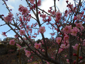 ���{�~�ь���(2016.2����2�T)