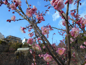 ���{�~�ь���(2016.2����2�T)